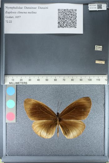 Media type: image;   Entomology 161140